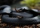黑色的蛇是什么蛇-黑色的蛇是什么蛇,有毒吗