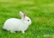 兔子能吃胡萝卜吗-兔子能吃胡萝卜吗,熟的