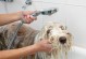 宠物狗能用凉水洗澡吗-宠物狗可以用冷水洗澡吗