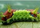 昆虫的呼吸器官-昆虫的呼吸器官构造如何适应外界生活环境