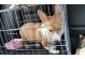 潍坊宠物狗市场在哪里-潍坊哪里有卖宠物狗的最大最出名的宠物市场