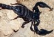 蝎子几条腿-蝎子有几条腿百度百科