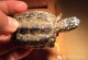 斑点池龟能长多大-斑点池龟能长多大?