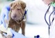 全国宠物医疗-全国宠物医疗职业技术学院