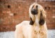 南京禁养犬名单-南京禁养犬名单及原因