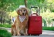 宠物旅行团-宠物旅行团注意事项这些怎么写