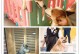 上海宠物寄养-上海宠物寄养家庭式宠物犬寄养