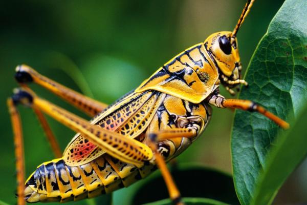 昆虫的呼吸器官-昆虫的呼吸器官构造如何适应外界生活环境