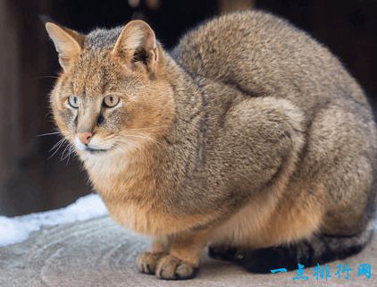 最大的猫品种-体型最大的猫品种